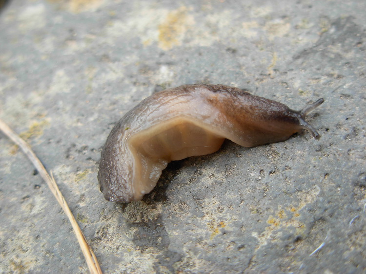 Tandonia sowerbyi (?) dall''isola di  Capraia